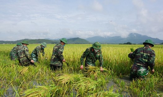 Hình ảnh các chiến sỹ Ban Chỉ huy Quân sự huyện Lộc Hà, Hà Tĩnh giúp dân gặt lúa. Ảnh: TT.