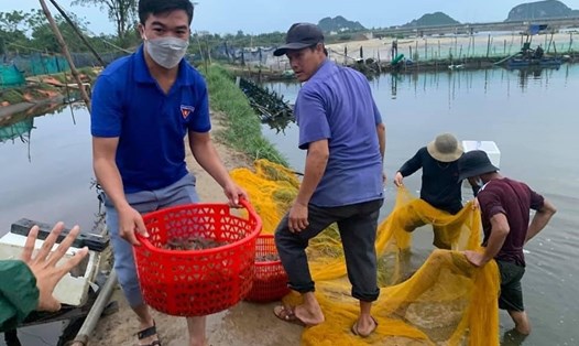 Đội mưa hỗ trợ người dân thu hoạch cá, tôm trước bão số 5 Conson. Ảnh: TĐ