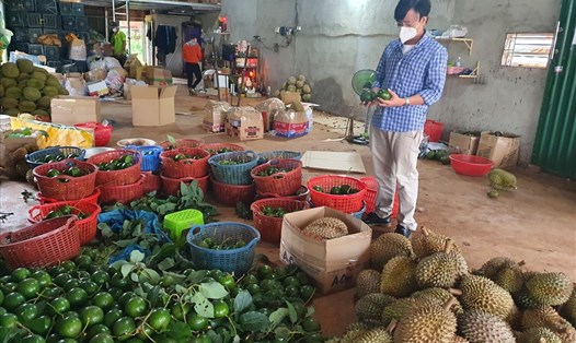 Một khu vực thu mua nông sản ở địa bàn huyện Cư M'Gar, tỉnh Đắk Lắk. Ảnh: Bảo Trung