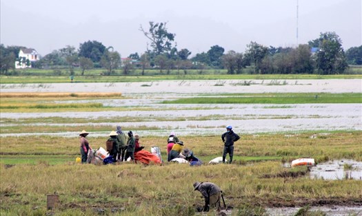 Người dân Đắk Lắk chạy đua với thời gian gặt lúa chạy lũ. Ảnh: Phan Tuấn