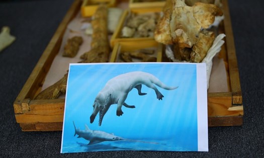 Hình minh họa loài cá voi 4 chân lưỡng cư thời kỳ cổ đại. Ảnh: Tân Hoa Xã