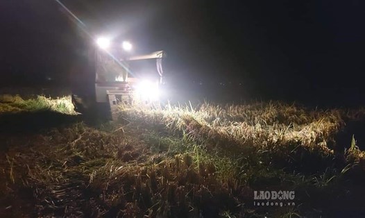 Nông dân gặt lúa xuyên đêm chạy bão Conson để giảm thiệt hại. Ảnh: Văn Đức