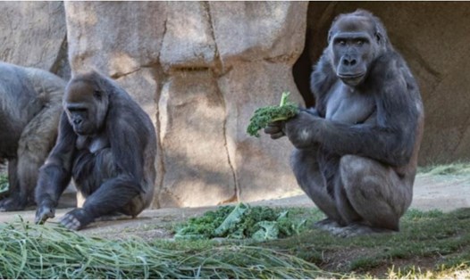 Ít nhất 13 con khỉ đột ở vườn thú Atlanta, Mỹ, có kết quả dương tính với SARS-CoV-2. Ảnh: AFP