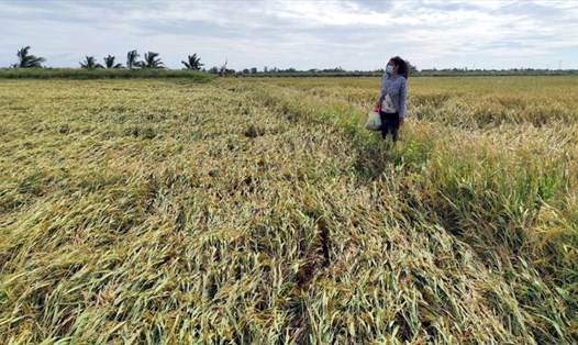 Sau trận mưa giông do ảnh hưởng bão số 5, nhiều diện tích lúa đang thời gian thu hoạch của người dân bị đổ ngả hoàn toàn. Ảnh: Nhật Hồ