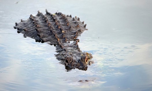 Một con cá sấu đang bơi ở Florida, Mỹ. Ảnh: AFP