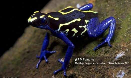 Một con ếch phi tiêu độc. Ảnh: AFP