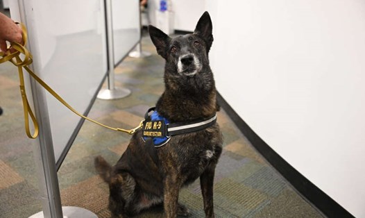 Chú chó ‘One Betta làm nhiệm vụ đánh hơi phát hiện COVID-19 ở sân bay quốc tế Miami, Mỹ. Ảnh: Florida International University
