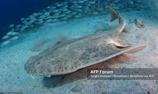 Cá mập thiên thần (Squatina squatina). Ảnh: AFP