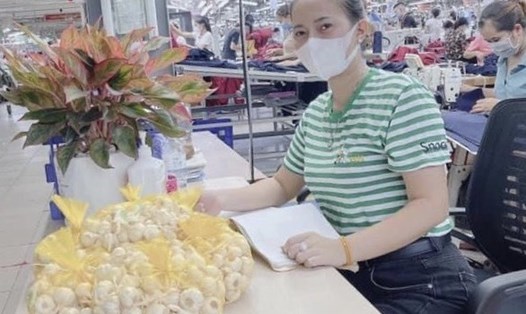 CĐCS Công ty CP May xuất khẩu Hà Phong phát tỏi Lý Sơn cho đoàn viên, CNLĐ tại chuyền sản xuất. Ảnh: LĐLĐ tỉnh Bắc Giang