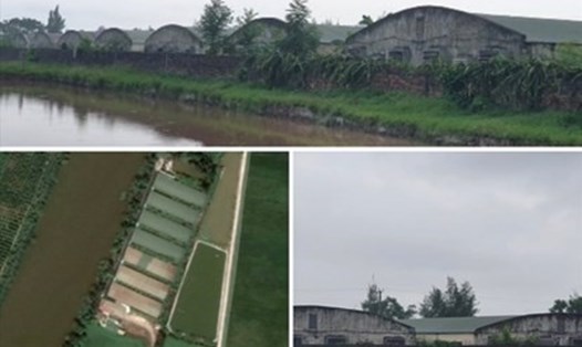 Khu trang trại chăn nuôi lợn của Công ty TNHH Hưng Phú Cường nhiều lần bị người dân xã Nam Cường (huyện Tiền Hải, Thái Bình) phản ánh xả thải gây mùi hôi thối ra môi trường xung quanh. Ảnh: T.D
