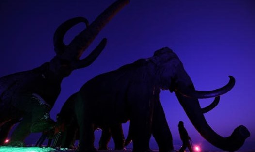 Các nhà khoa học đang có ý định hồi sinh voi ma mút lông xoăn. Ảnh: AFP