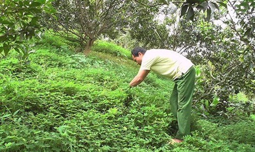 Mô hình trồng cây lạc dại cho hiệu quả tốt tại các vườn cam Phù Lưu.