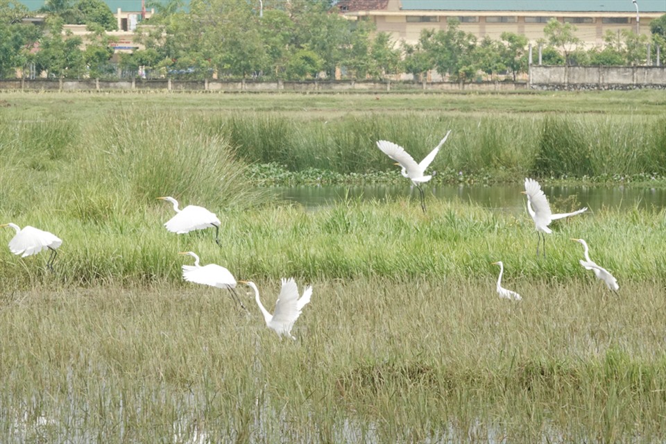 Bình yên cho chim trời dần trở lại trên những cánh đồng Hà Tĩnh