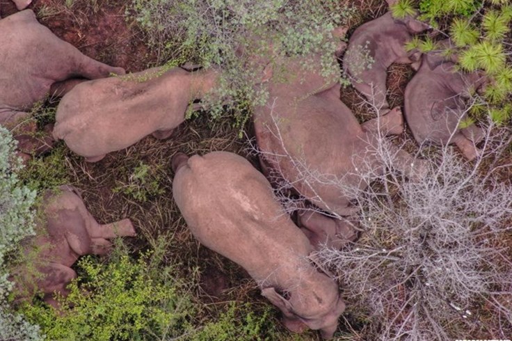 Trung Quốc lập khu thức ăn cho đàn voi di cư