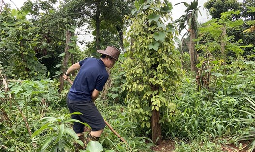 Người lao động ở Đắk Lắk chăm bón cho cây cà phê trong mùa dịch COVID-19. Ảnh: Bảo Trung