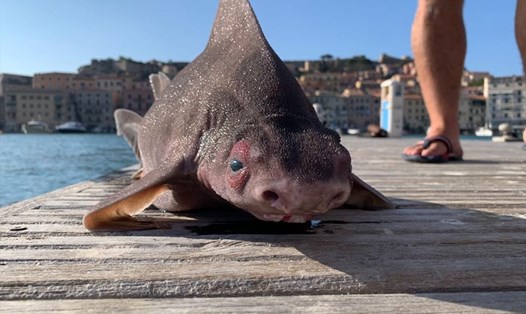 Con cá mập mặt lợn kỳ lạ ở đảo Elba, Italia. Ảnh: Elba Naval officers