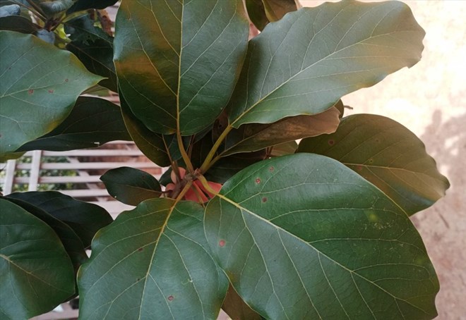 5 lợi ích của trà lá bơ đối với sức khỏe