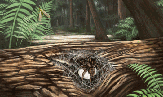 Minh họa cách con nhện mẹ bảo vệ con trong túi trứng ở dưới bụng suốt 99 triệu năm. Ảnh: Đại học Sư phạm Thủ đô