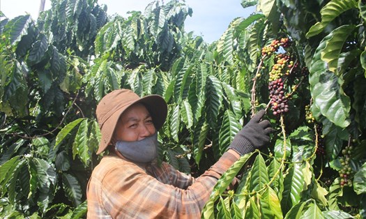 Gia Lai chú trọng việc sản xuất cà phê theo hướng hữu cơ, nông sản sạch để xuất bán đi Châu Âu. Ảnh T.T