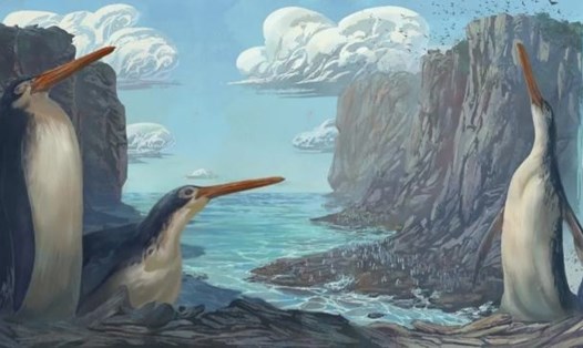 Phác họa chim cánh cụt khổng lồ ở New Zealand. Ảnh: Simone Giovanardi