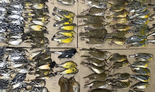Melissa Breyer, tình nguyện viên của NYC Audubon tweet về việc tìm thấy gần 300 con chim trên vỉa hè xung quanh các tòa tháp của Trung tâm Thương mại Thế giới mới, ngày 14.9.