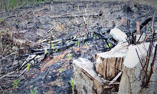 Hiện trường vụ phá rừng trồng keo ở huyện Sơn Hòa vừa bị cơ quan công an khởi tố. Ảnh: Phương Uyên