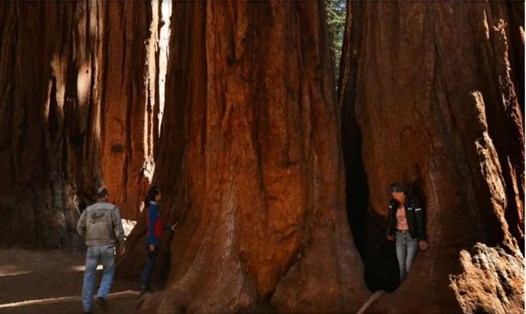 Gốc những cây cự sam khổng lồ. Ảnh: AFP
