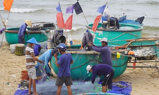 Ngư dân thu hoạch cá trên bãi biển Phước Hải, huyện Đất Đỏ. Ảnh: T.A