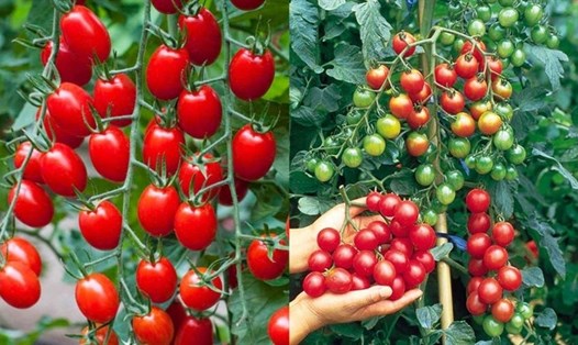 Cà chua bi mang lại nhiều lợi ích cho sức khỏe. Đồ họa: Thanh Ngọc