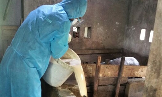 Giúp người dân bị cách ly y tế ở Quảng Ngãi chăm sóc gia súc, thu hoạch nông sản. Văn Thanh