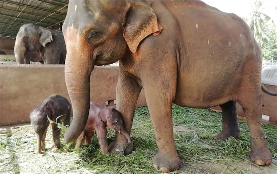 Voi 25 tuổi Surangi ở Sri Lanka đã sinh được 2 con voi đực khỏe mạnh. Ảnh: Trung tâm voi Pinnawala