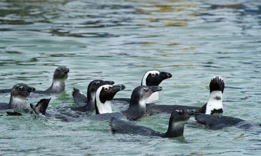 Chim cánh cụt Châu Phi là loài có nguy cơ tuyệt chủng. Ảnh: AFP