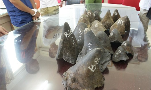 Một số đường dây buôn bán trái phép sừng tê giác và ngà voi do người Việt cầm đầu vẫn đang hoạt động mạnh ở các quốc gia châu Phi. Ảnh: ENV cung cấp