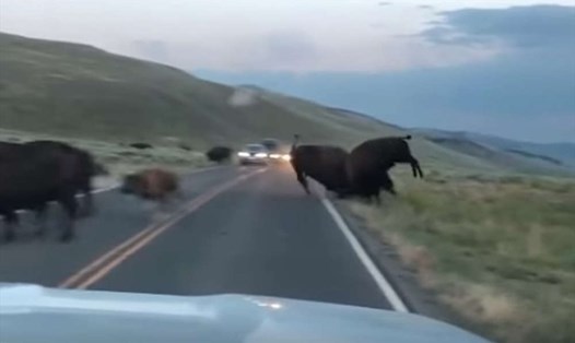 Bò rừng bison húc nhau ác liệt trong mùa giao phối. Ảnh chụp màn hình
