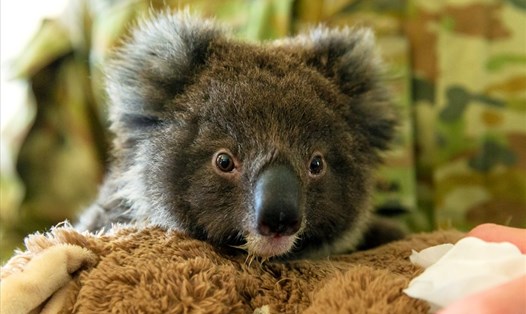 Gấu túi ở Kingscote, Australia. Ảnh: AFP