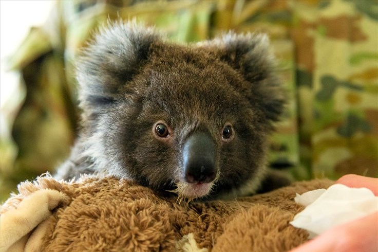 Australia mất khoảng 1/3 số cá thể gấu túi trong 3 năm