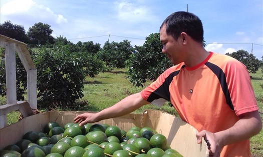 Niềm vui của người nông dân Đắk Nông khi được hỗ trợ tiêu thụ nông sản. Ảnh: Phan Tuấn