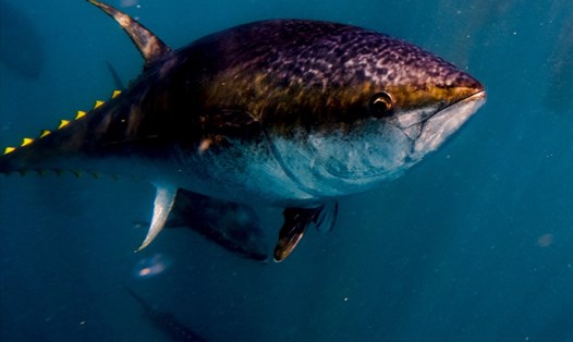Cá ngừ vây xanh Đại Tây Dương. Ảnh: AFP