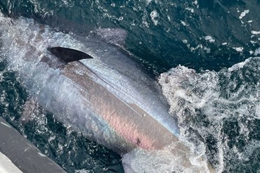 Cá ngừ vây xanh Đại Tây Dương. Ảnh: Sky News