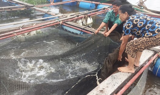 Người nuôi cá chẽm trong lồng, bè ở xã Thạch Sơn đang "mất ăn mất ngủ" vì đã đến vụ thu hoạch mà không có người mua. Ảnh: Trần Tuấn.