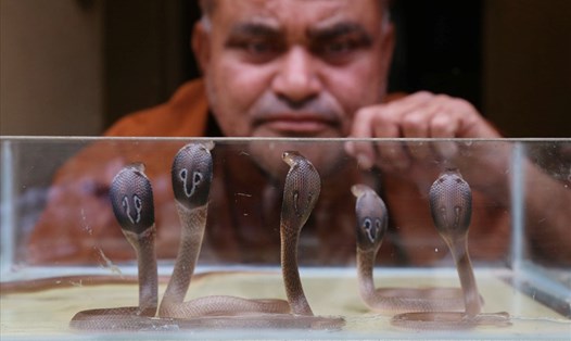 Những con rắn hổ mang chúa bắt được từ một khu dân cư ở Bhopal, Ấn Độ. Ảnh minh họa. Ảnh: AFP
