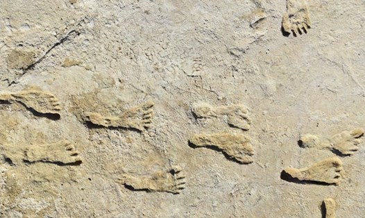 Dấu chân hóa thạch ở New Mexico, Mỹ. Ảnh: National Park Service, USGS 
 & Bournemouth University