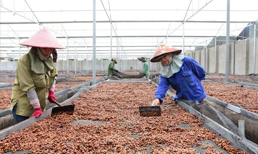 Ứng dụng công nghệ cao trong sản xuất, Kon Tum đạt nhiều thành tựu về nông nghiệp. Ảnh T.T