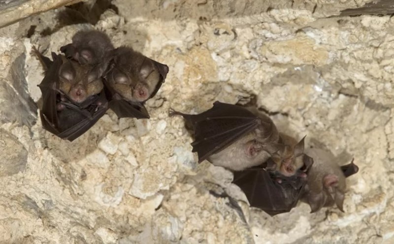 Mơ Thấy Dơi Cắn: Giải Mã Ý Nghĩa Tâm Linh và Tác Động Đến Cuộc Sống