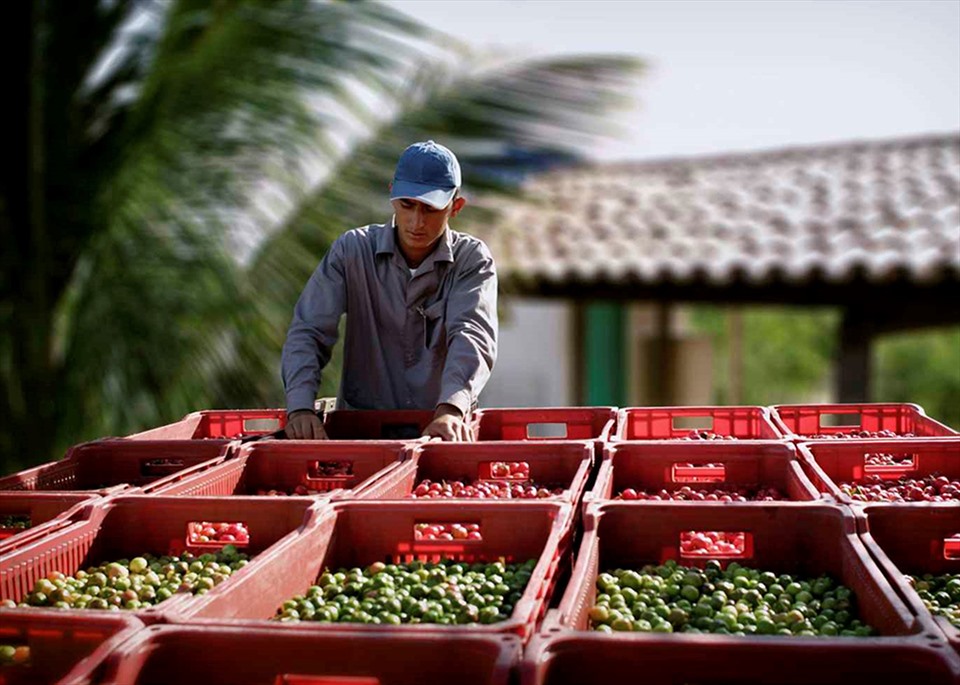 Nông trại thứ 3 của Nutrilite, Amway ở Ubajara, Brazin. Ảnh: DNCC