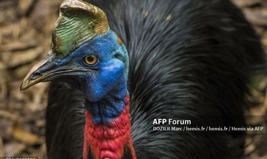 Đà điểu đầu mào (cassowary). Ảnh: AFP