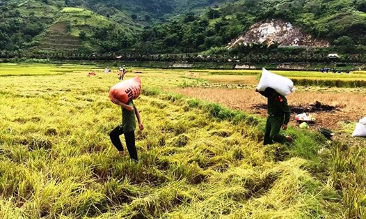 Thu hoạch và tiêu thụ lúa gặp nhiều khó khăn do COVID-19. Ảnh minh họa: Nguyễn Anh Tuấn