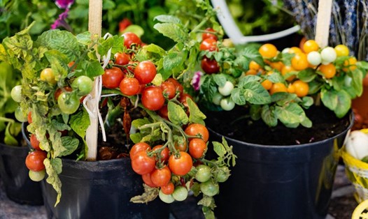 Trồng cây cà chua tại nhà khá đơn giản và giúp tăng nguồn thực phẩm sạch cho gia đình. Ảnh: Xinhua