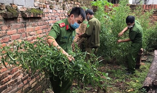 Số cây cần sa bị lực lượng Công an huyện Tam Dương nhổ bỏ, thu giữ. Ảnh CAVP