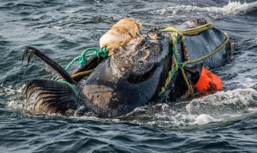 Một con cá voi trơn Bắc Đại Tây Dương vướng vào dây câu cá ở Vịnh Saint Lawrence. Ảnh: Nature Picture Library